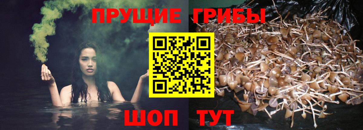 Псилоцибиновые грибы прущие грибы  Псилоцибиновые грибы Magic Shrooms  как найти   Вход с VPN  Муравленко 